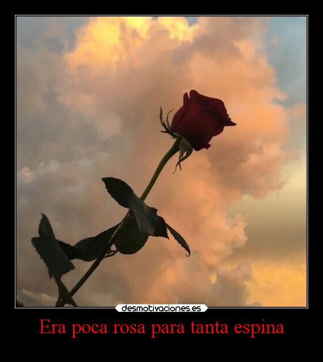 Era poca rosa para tanta espina - 