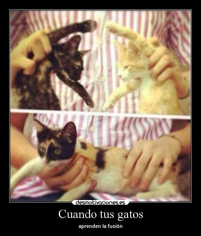 Cuando tus gatos -