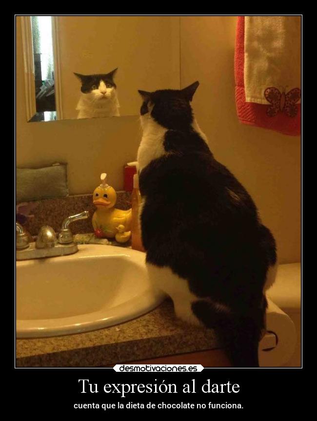 Tu expresión al darte - cuenta que la dieta de chocolate no funciona.