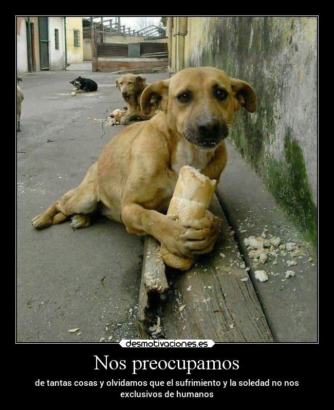 Nos preocupamos - de tantas cosas y olvidamos que el sufrimiento y la soledad no nos
exclusivos de humanos