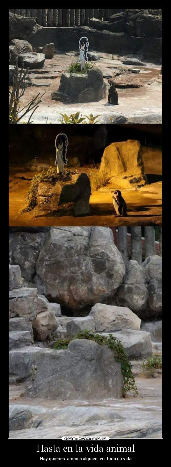 Hasta en la vida animal - Hay quienes aman a alguien en toda su vida