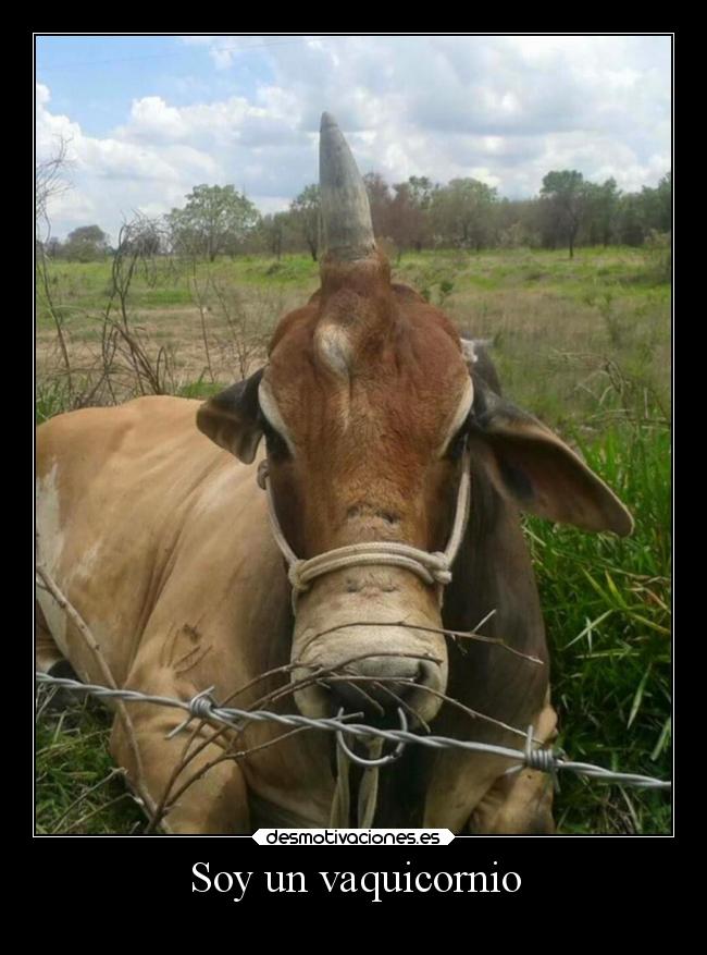 Soy un vaquicornio -