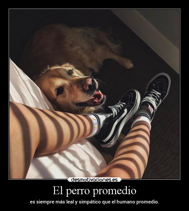 El perro promedio - 