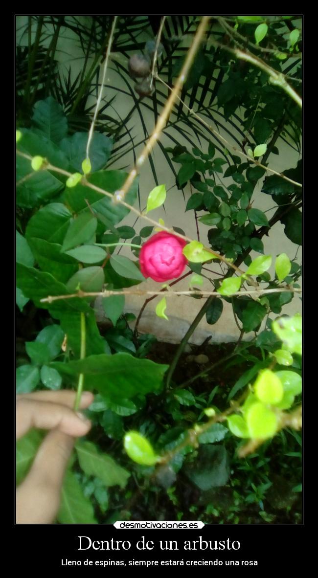 carteles ayuda frases ideas pensamientos desmotivaciones