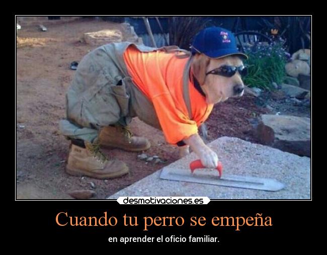 Cuando tu perro se empeña - 