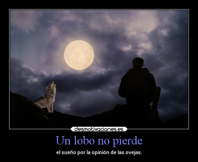 Un lobo no pierde - 