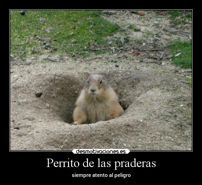 Perrito de las praderas -