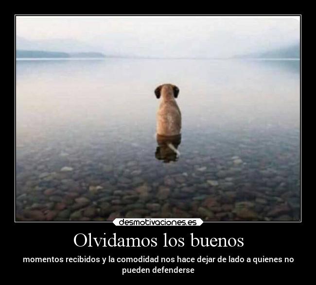 Olvidamos los buenos - momentos recibidos y la comodidad nos hace dejar de lado a quienes no
pueden defenderse
