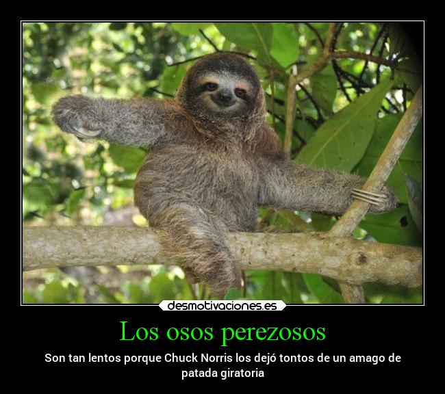 Los osos perezosos - Son tan lentos porque Chuck Norris los dejó tontos de un amago de
patada giratoria