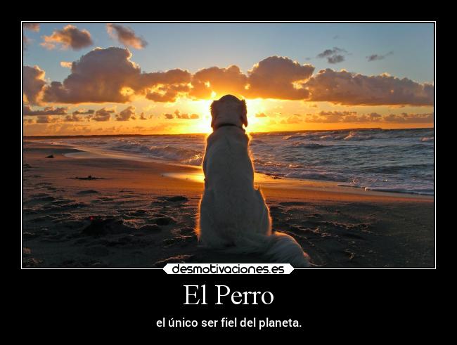 El Perro - el único ser fiel del planeta.