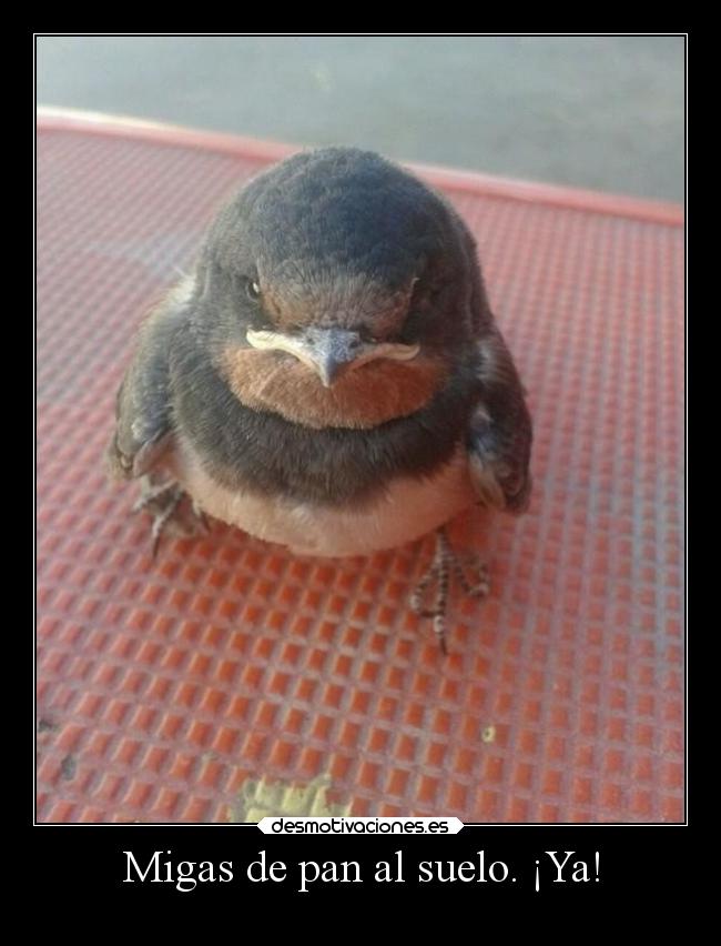 Migas de pan al suelo. ¡Ya! -