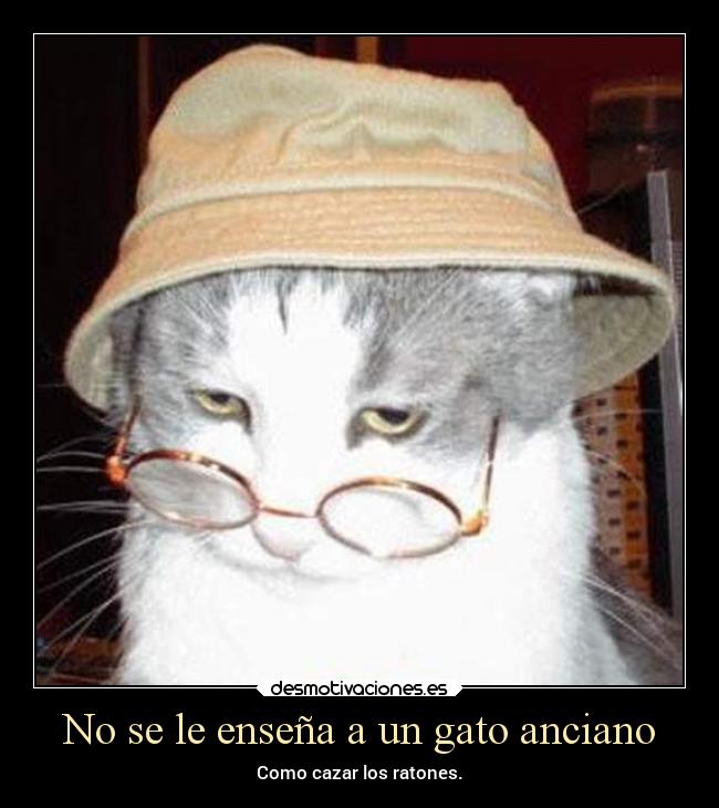 No se le enseña a un gato anciano - Como cazar los ratones.