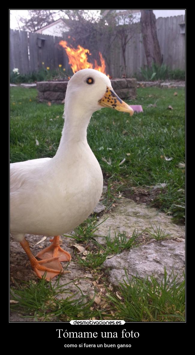 Tómame una foto - como si fuera un buen ganso
