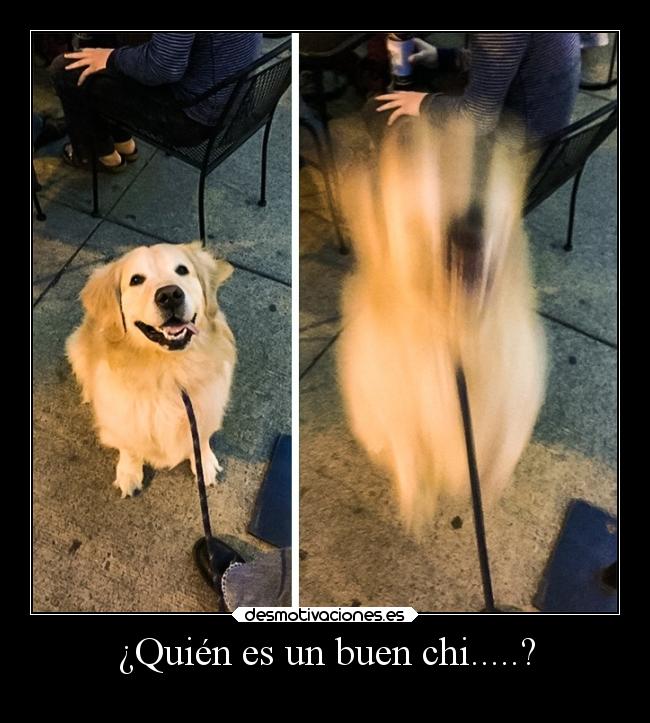 ¿Quién es un buen chi.....? -