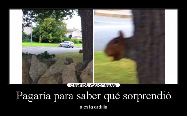 Pagaría para saber qué sorprendió - a esta ardilla
