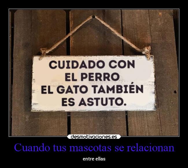 Cuando tus mascotas se relacionan - entre ellas