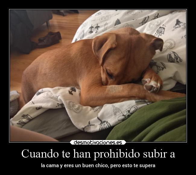 carteles animales soledad pensamientos suenos cama necesidad lunaless desmotivaciones