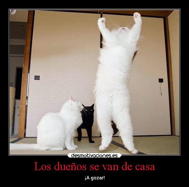 Los dueños se van de casa - ¡A gozar!