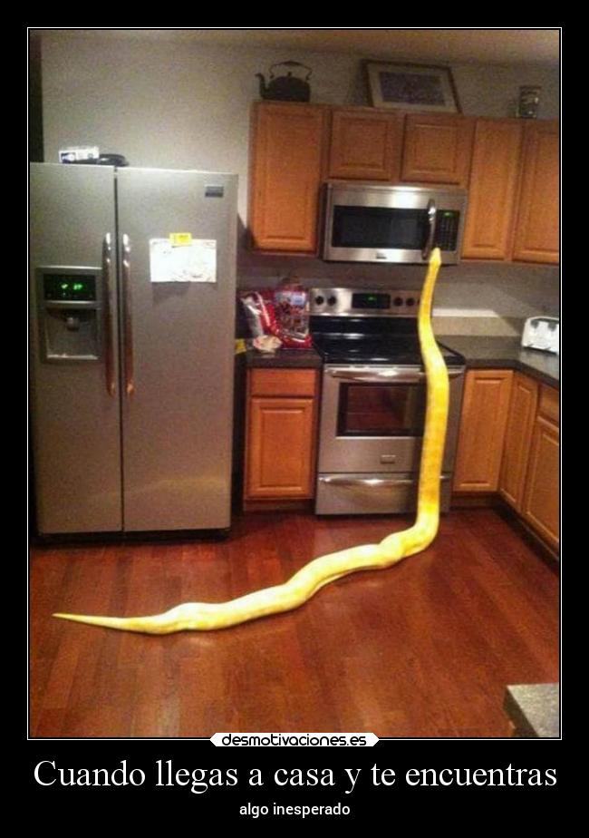 Cuando llegas a casa y te encuentras - algo inesperado
