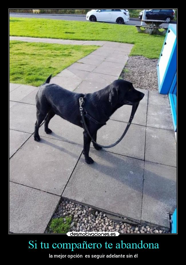 Si tu compañero te abandona - la mejor opción es seguir adelante sin él