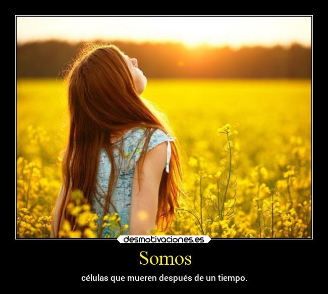 Somos - células que mueren después de un tiempo.