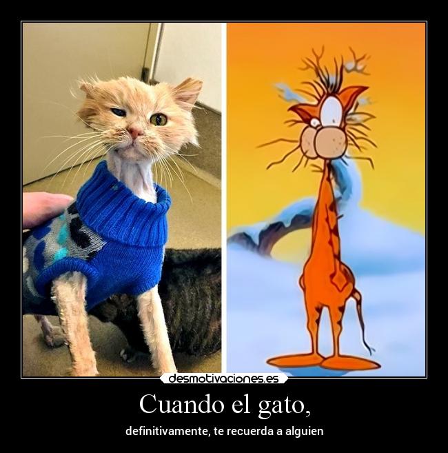 Cuando el gato, - definitivamente, te recuerda a alguien