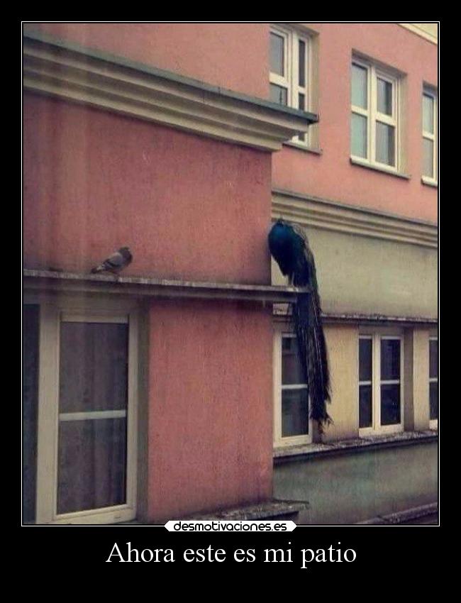 Ahora este es mi patio -
