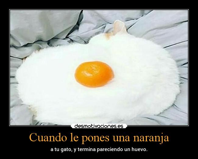 Cuando le pones una naranja - a tu gato, y termina pareciendo un huevo.