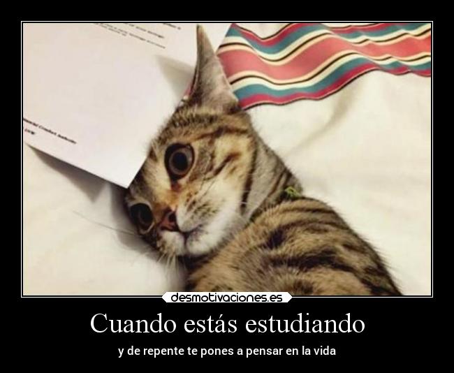 carteles humor gatos malditosgatos rogertuba eminem slimshady noestaaqui desmotivaciones