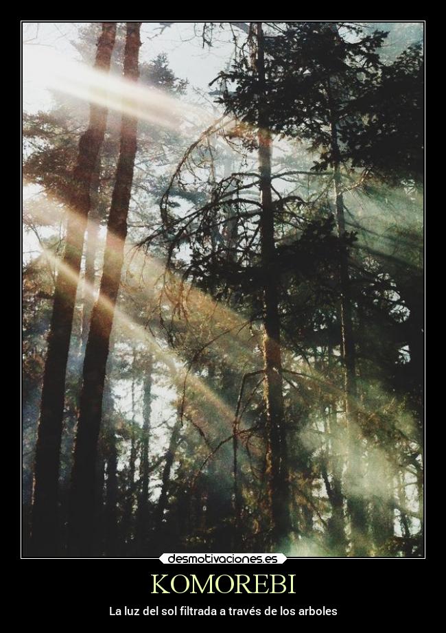 KOMOREBI - La luz del sol filtrada a través de los arboles