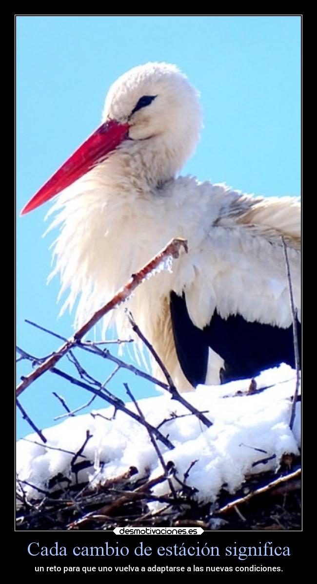 carteles vida desmotivaciones chopper igbt springcreatorsupdate primavera desmotivaciones