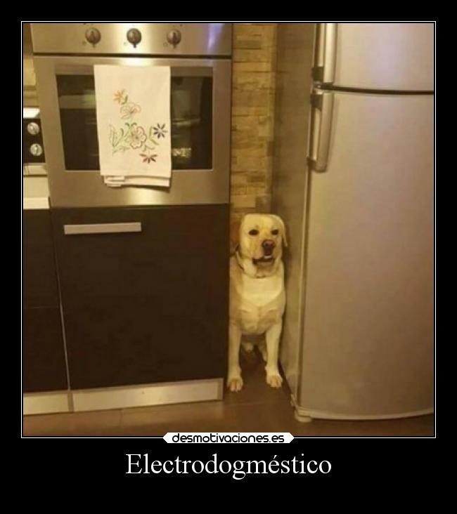 Electrodogméstico - 