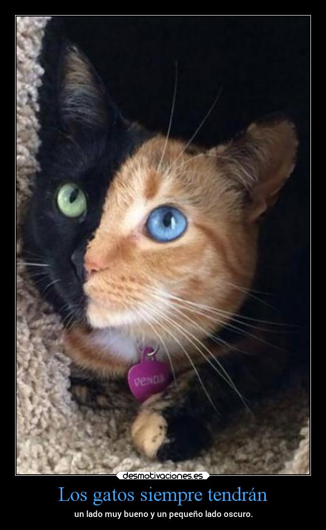 Los gatos siempre tendrán - un lado muy bueno y un pequeño lado oscuro.