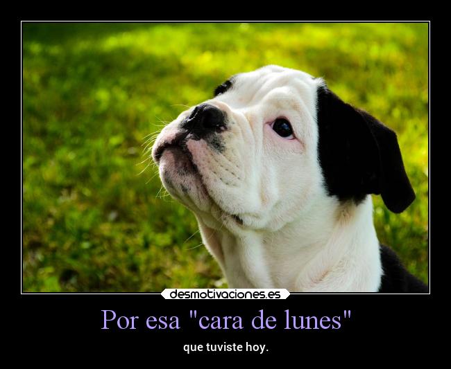 carteles humor cara lunes desmotivaciones