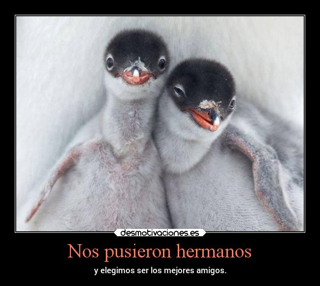Nos pusieron hermanos -