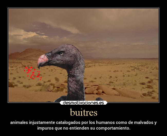 buitres - animales injustamente catalogados por los humanos como de malvados y
impuros que no entienden su comportamiento.