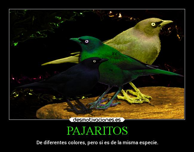 PAJARITOS - De diferentes colores, pero si es de la misma especie.