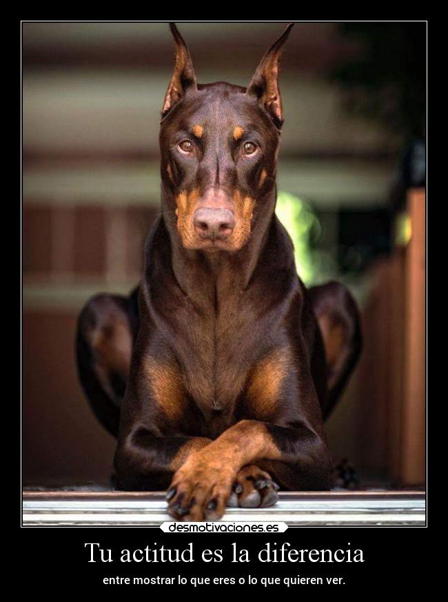 Tu actitud es la diferencia - entre mostrar lo que eres o lo que quieren ver.