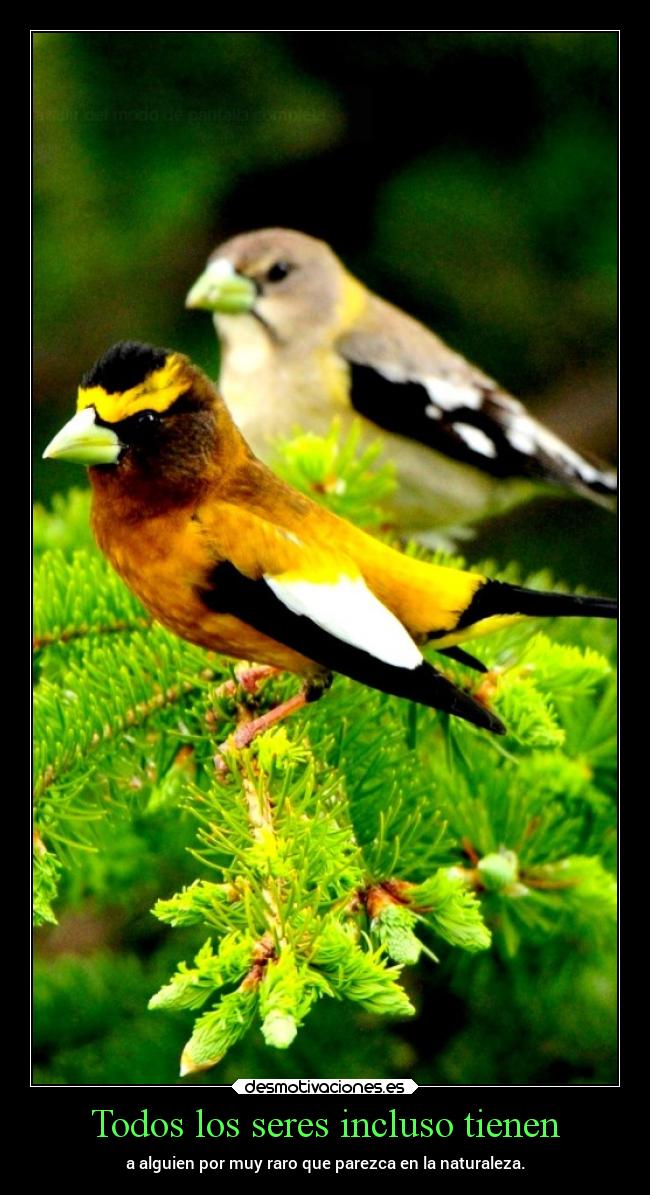 carteles desmotivaciones chopper igbt springcreatorsupdate bosques desmotivaciones