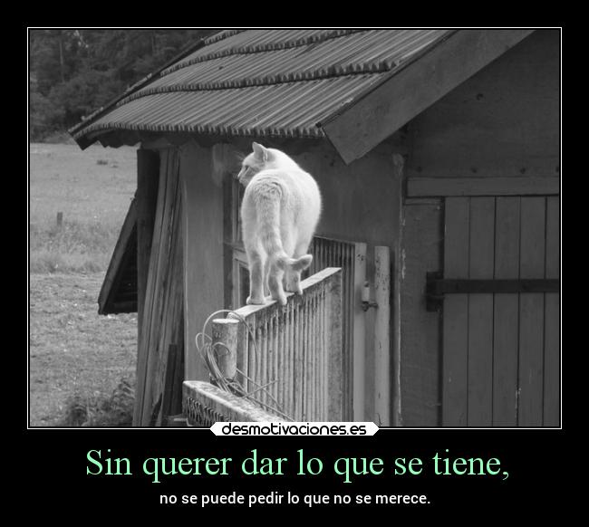 carteles gatos frases pensamientos desmotivaciones