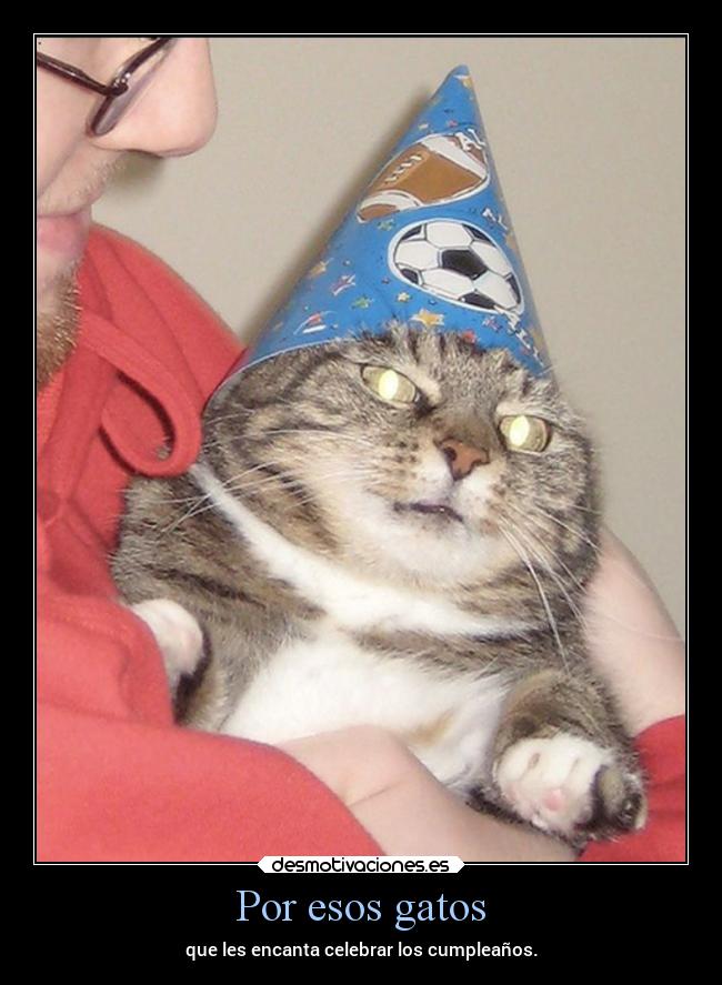 Por esos gatos - 