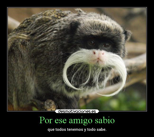 carteles humor animales pensamientos desmotivaciones