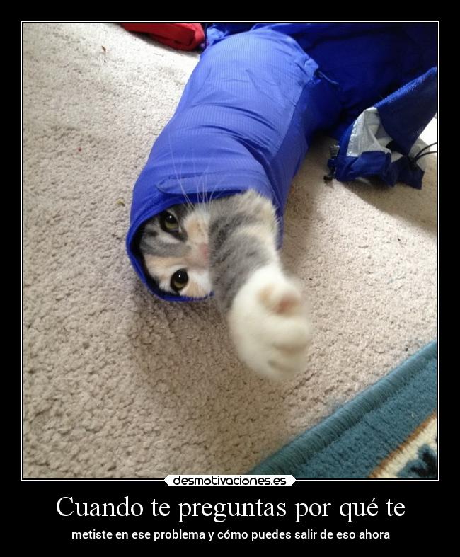 carteles problemas obstaculos sociedad gatos animales desmotivaciones