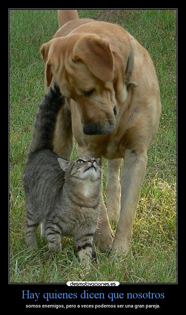 Hay quienes dicen que nosotros - somos enemigos, pero a veces podemos ser una gran pareja.