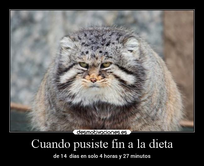 carteles comida gatos sociedad dieta lunaless desmotivaciones