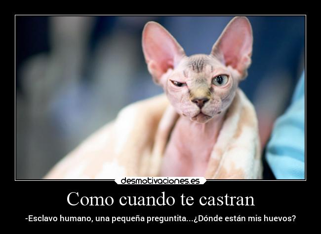 Como cuando te castran - -Esclavo humano, una pequeña preguntita...¿Dónde están mis huevos?