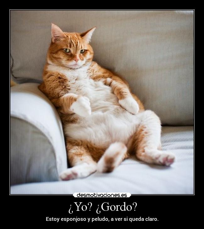 ¿Yo? ¿Gordo? - Estoy esponjoso y peludo, a ver si queda claro.