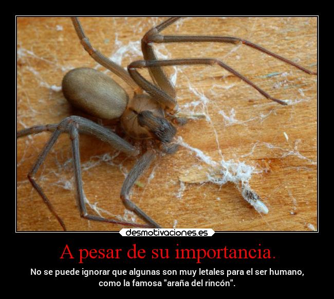 A pesar de su importancia. - No se puede ignorar que algunas son muy letales para el ser humano,
como la famosa araña del rincón.