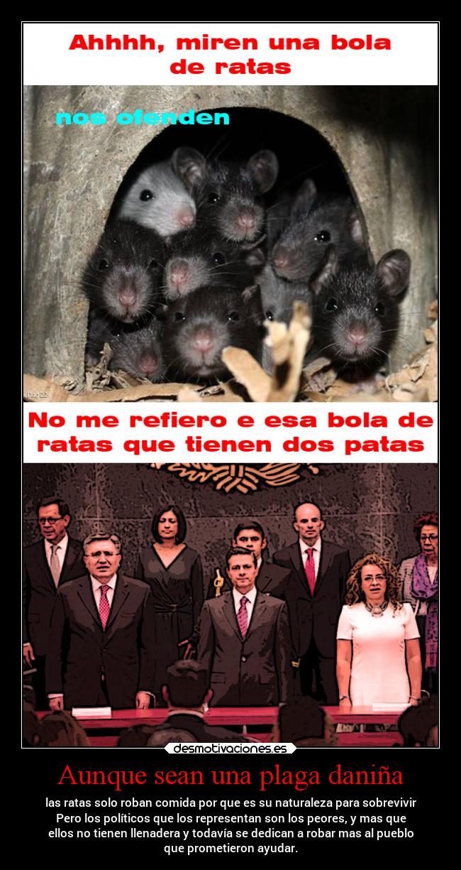 Aunque sean una plaga daniña - las ratas solo roban comida por que es su naturaleza para sobrevivir
Pero los políticos que los representan son los peores, y mas que
ellos no tienen llenadera y todavía se dedican a robar mas al pueblo
que prometieron ayudar.