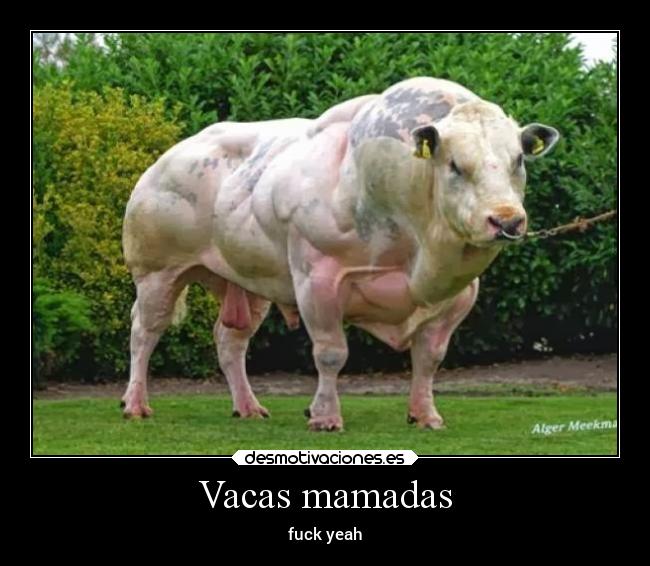 Vacas mamadas -